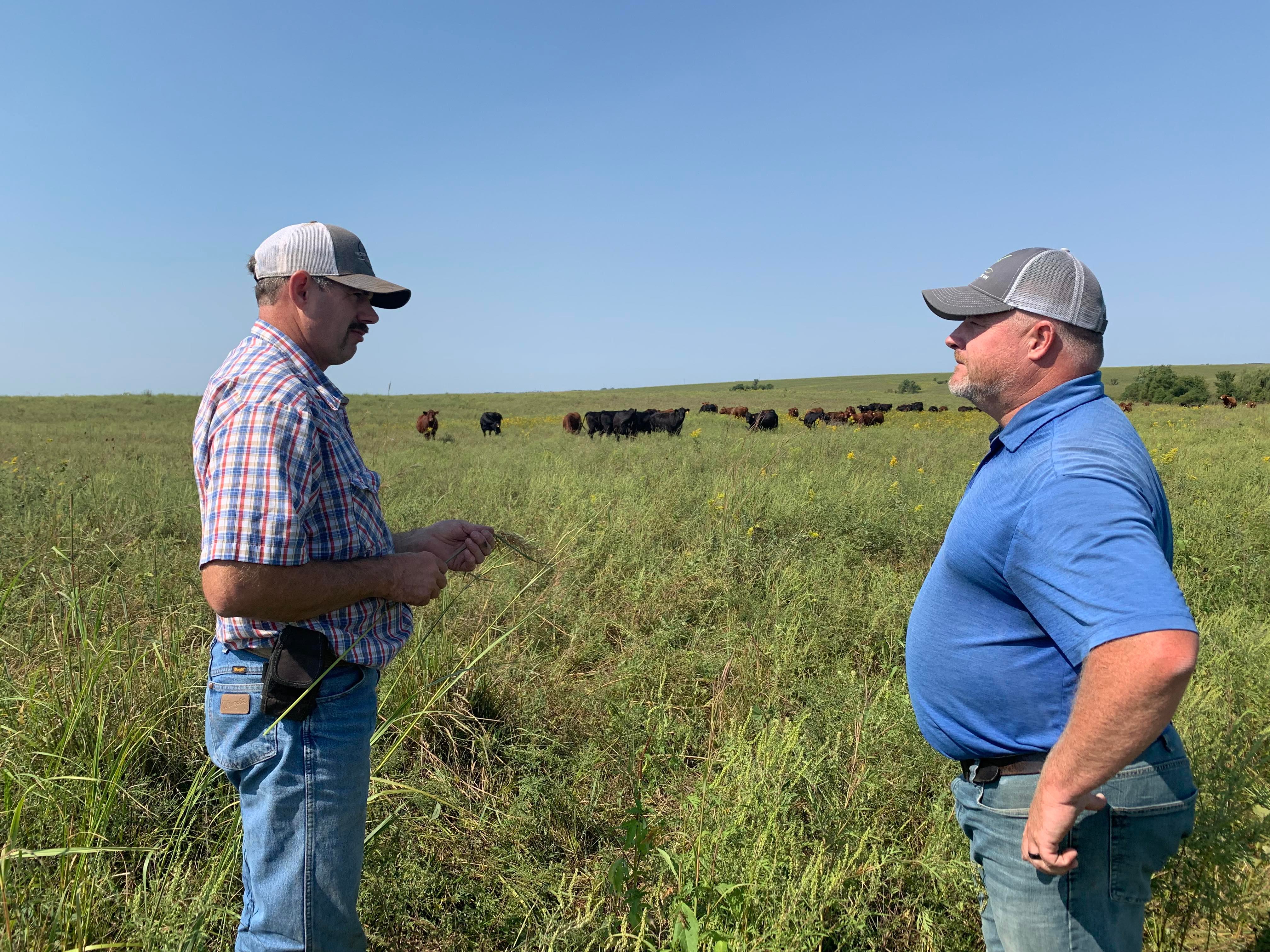 A grassbank in Missouri welcomes cattle, showing how grazing and 'hoof  traffic' help conserve prairie | KCUR 89.3 - NPR in Kansas City
