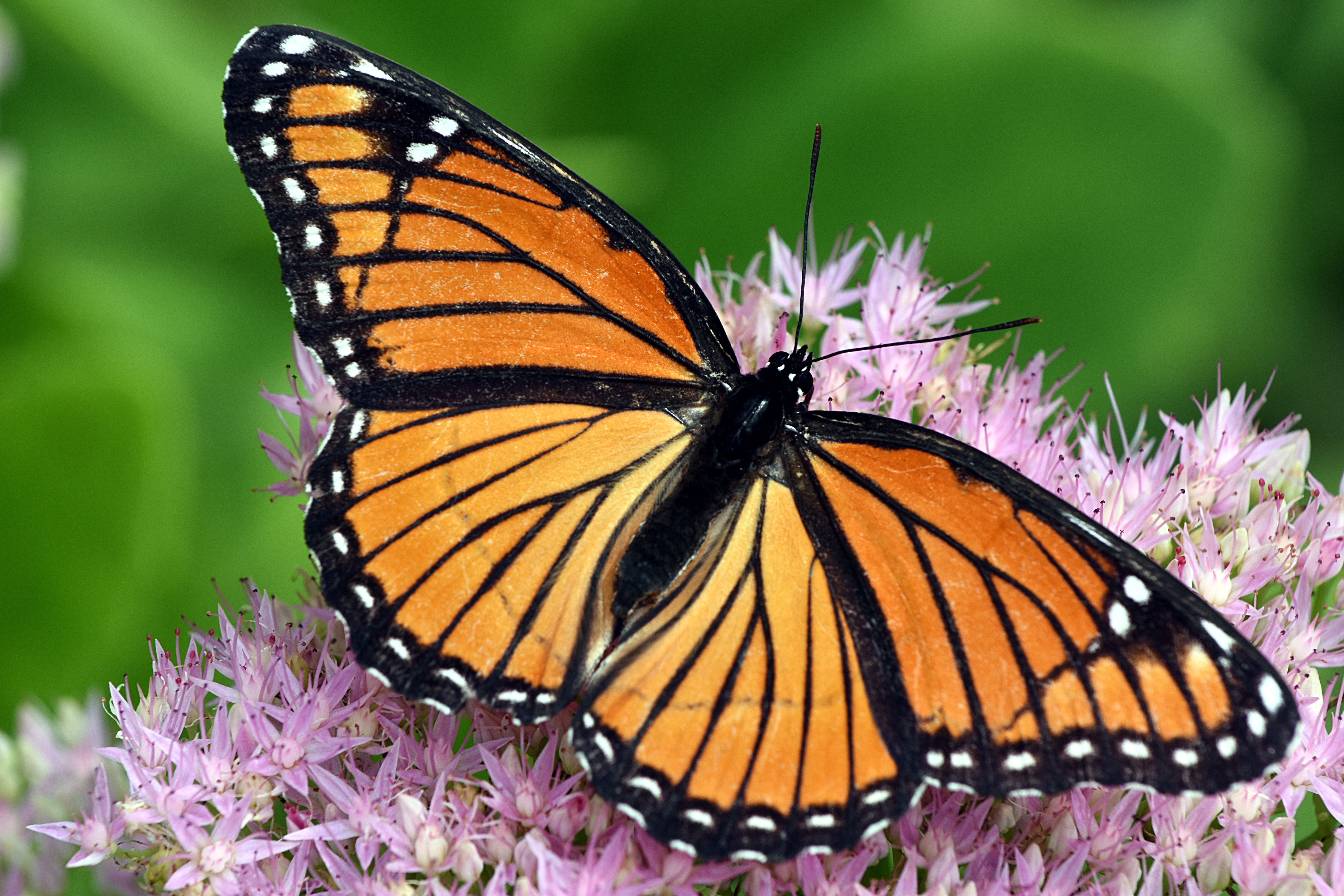 Get your milkweed ready for the monarch migration | WVXU
