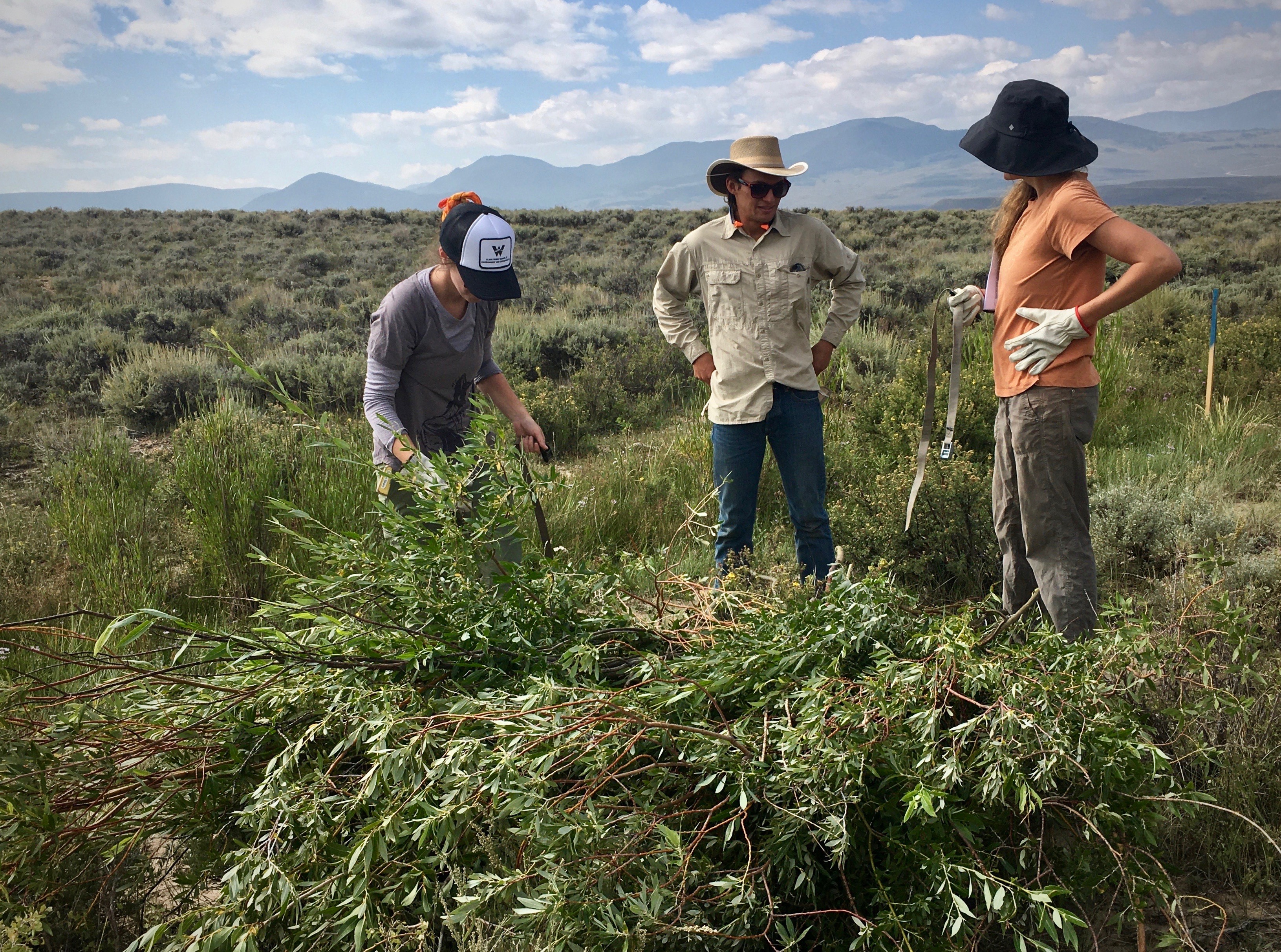 Western settlers caused erosion in wet meadows. Now, volunteers are restoring these vital habitats - Vimarsana News