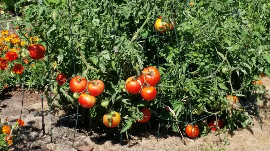 ashland-oregon-summer-garden.png