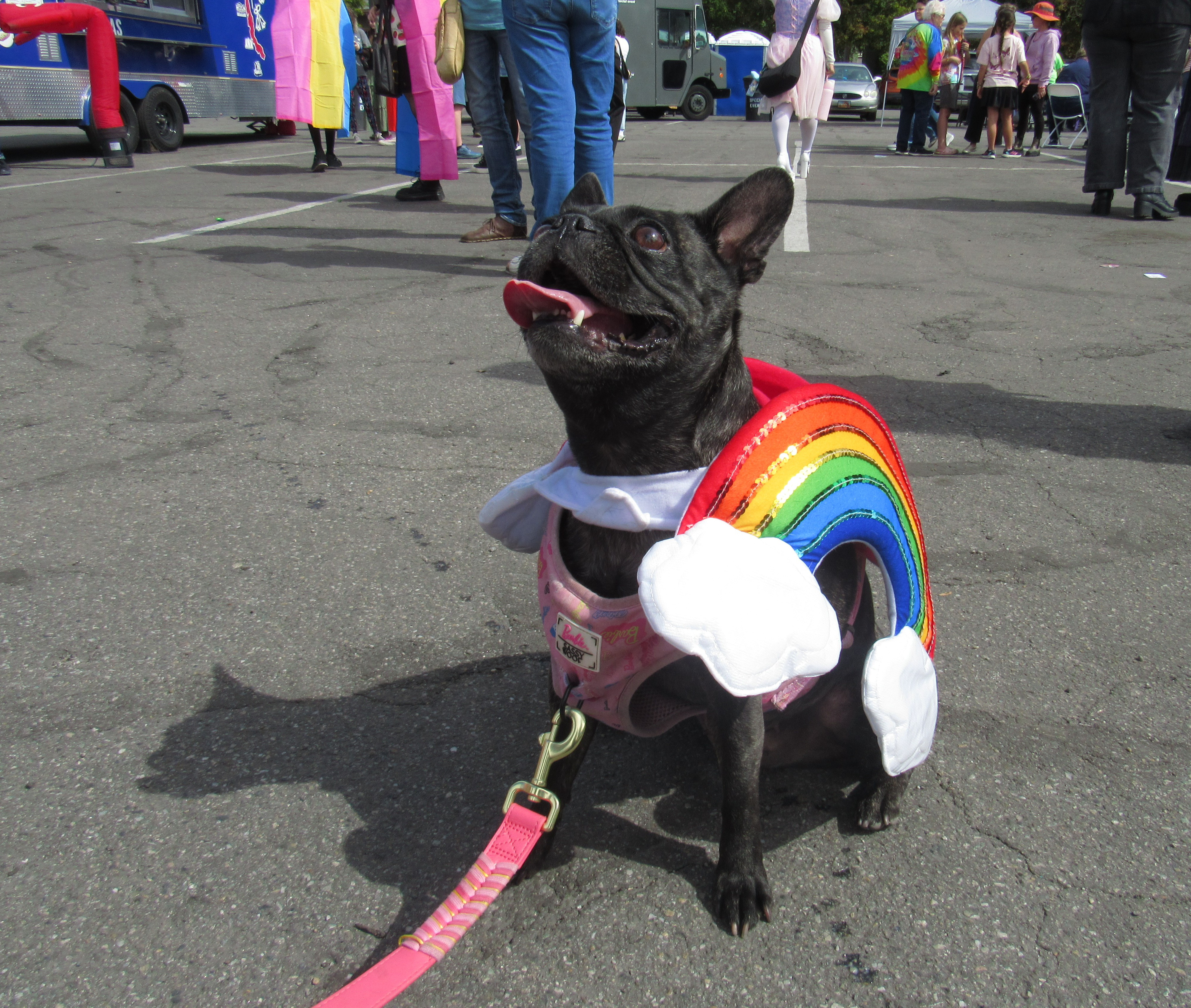 Pets and their humans celebrate LGBTQ+ Pride at Logan's annual festival