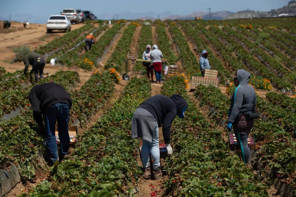 Farmworkers harvest strawberries in Salinas on Aug. 9, 2023. (Semantha Norris/CalMatters)