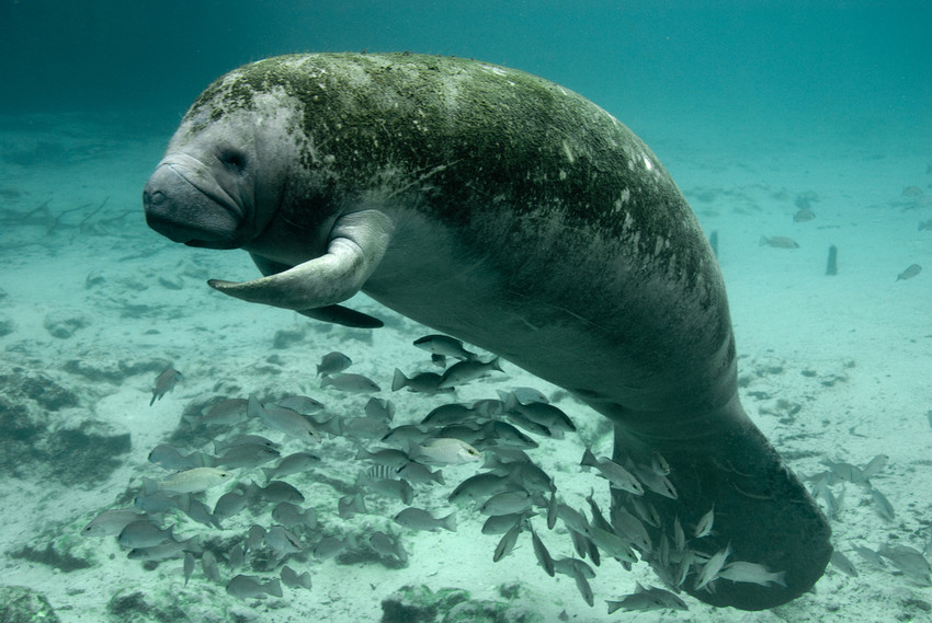 Petition urges USFWS protect Florida manatees as endangered - Vimarsana News