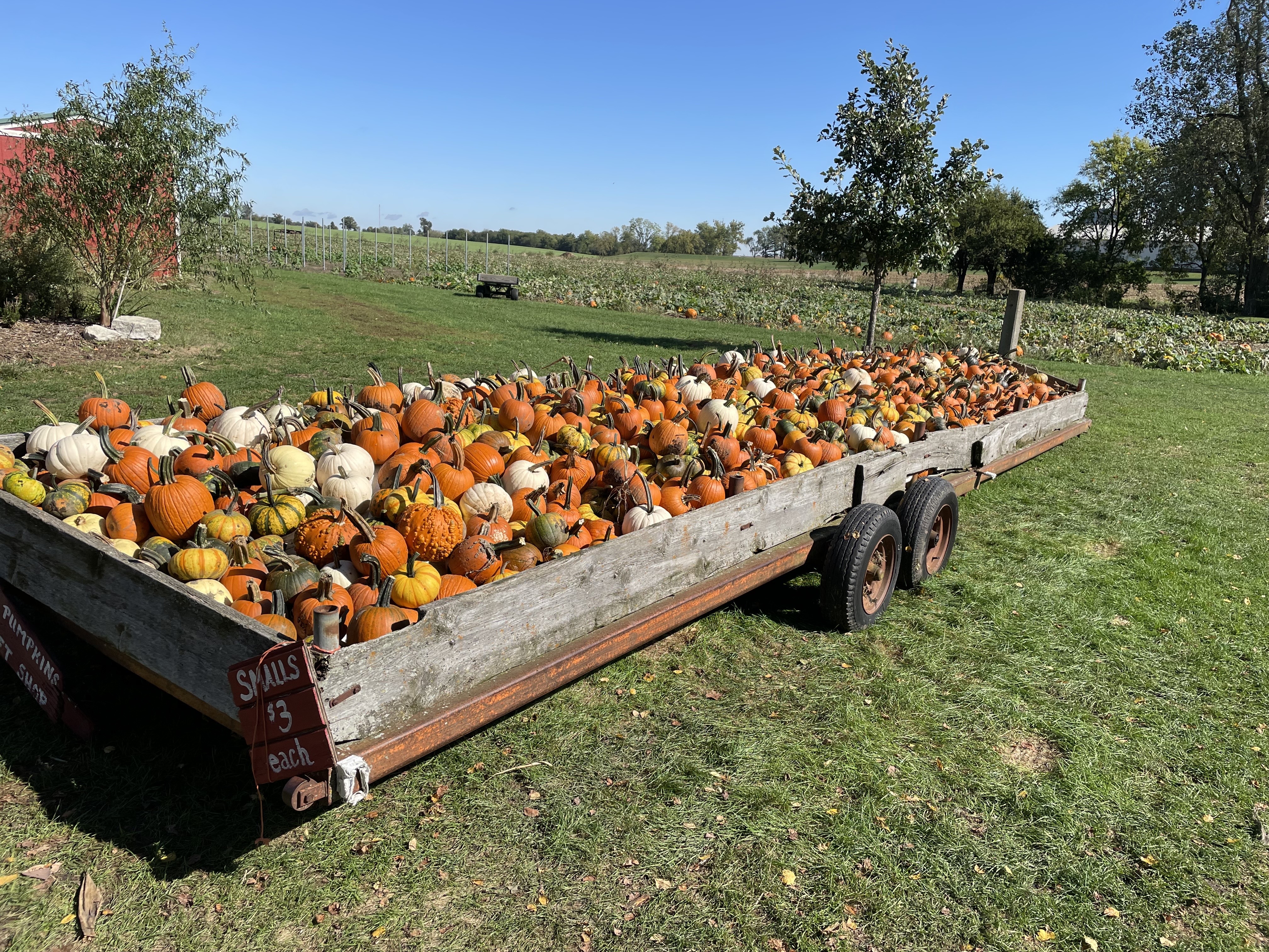 No pumpkin shortage this year, but climate change could squash Halloweens harvests to come - Vimarsana News