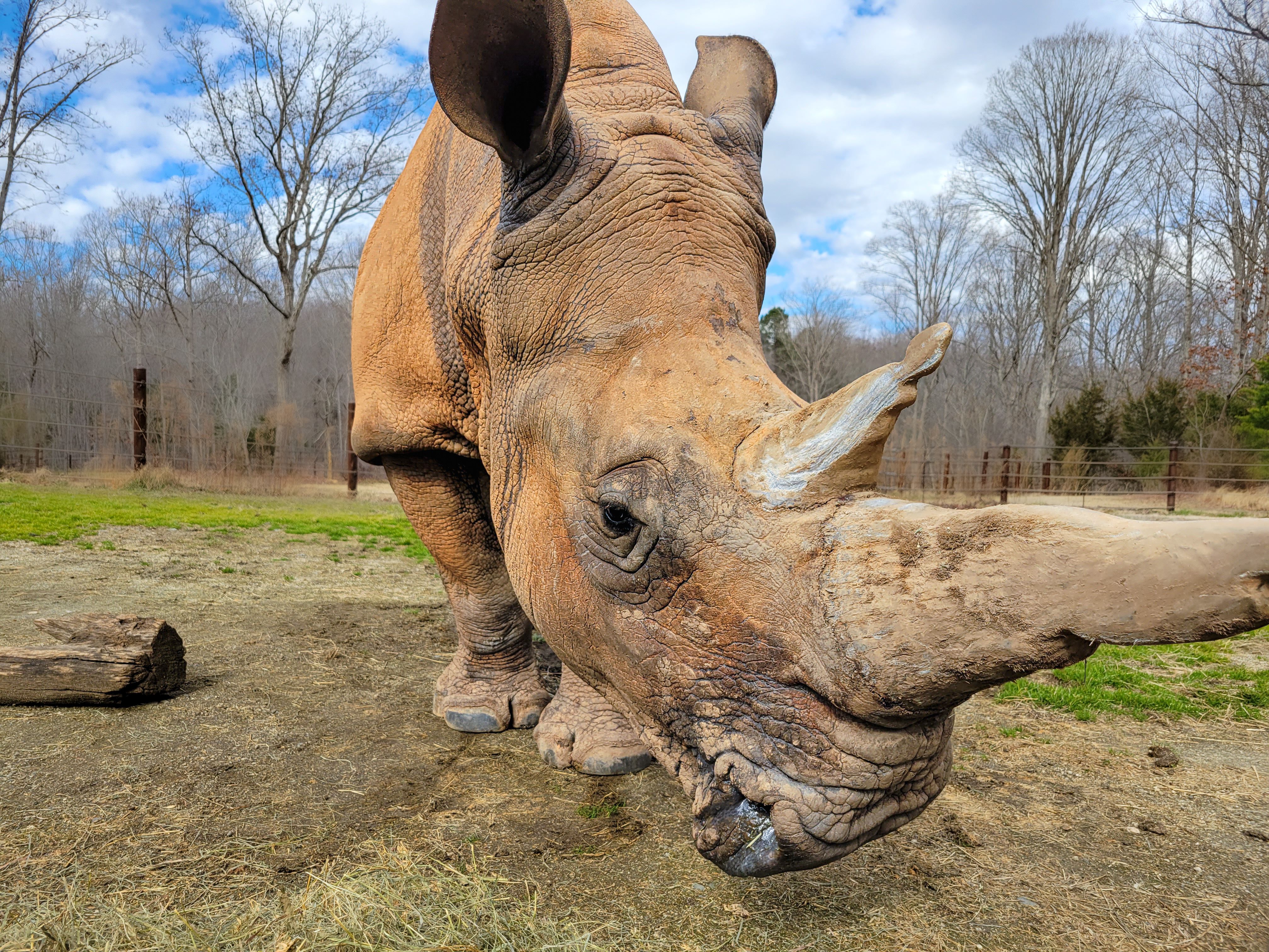 oliviarhino.jpeg
