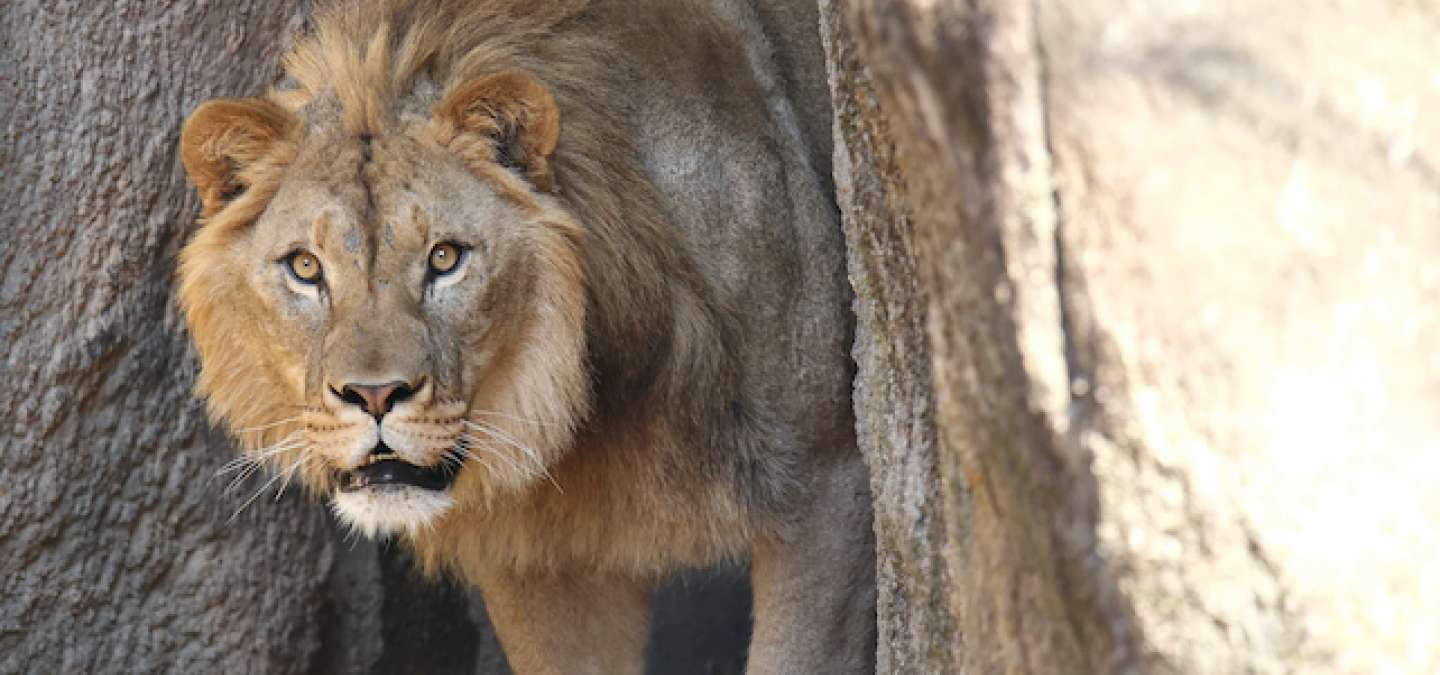 Last lion at North Carolina Zoo gets a companion | 88.5 WFDD