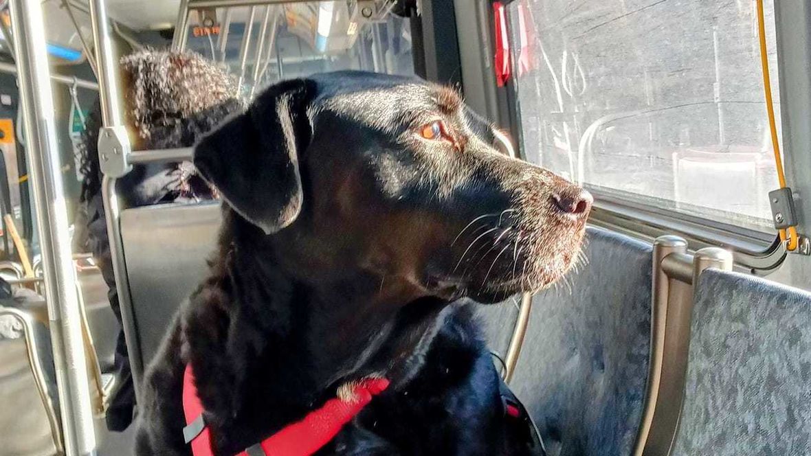 Eclipse the dog, known for riding the bus alone to the dog park