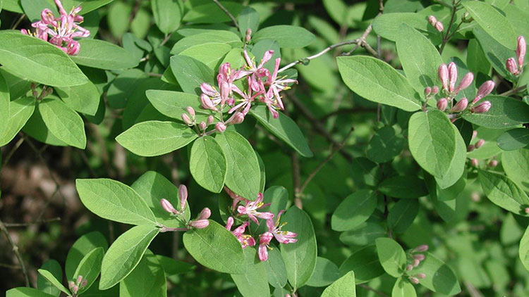 Indiana Panel Adopts Rule Making Invasive Plants Illegal