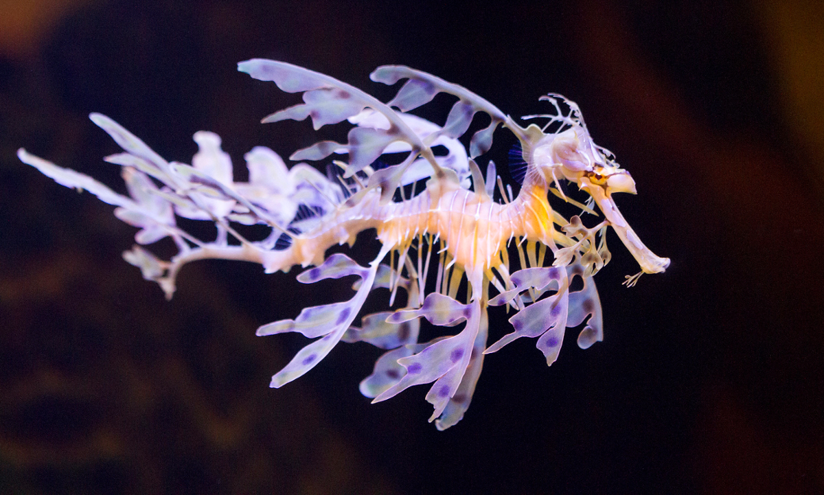 The Leafy Seadragon is a Master of Camouflage