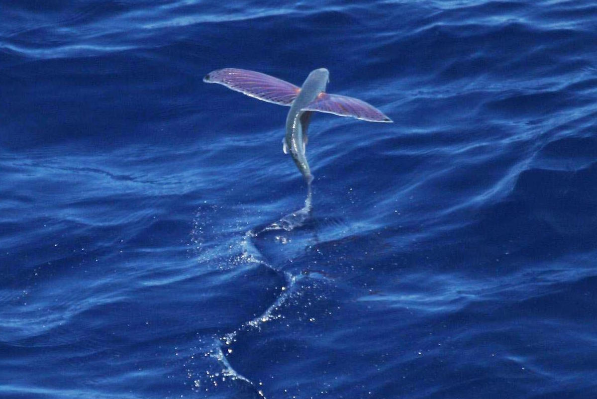 Do Flying Fish Actually Fly?