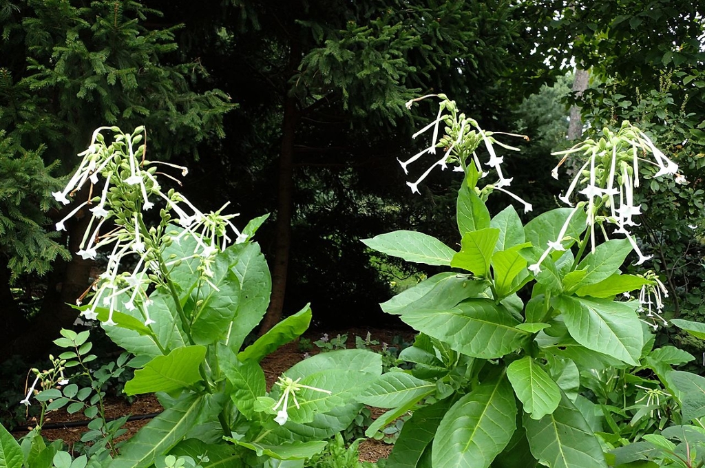 tobacco pronunciation TOBACCO