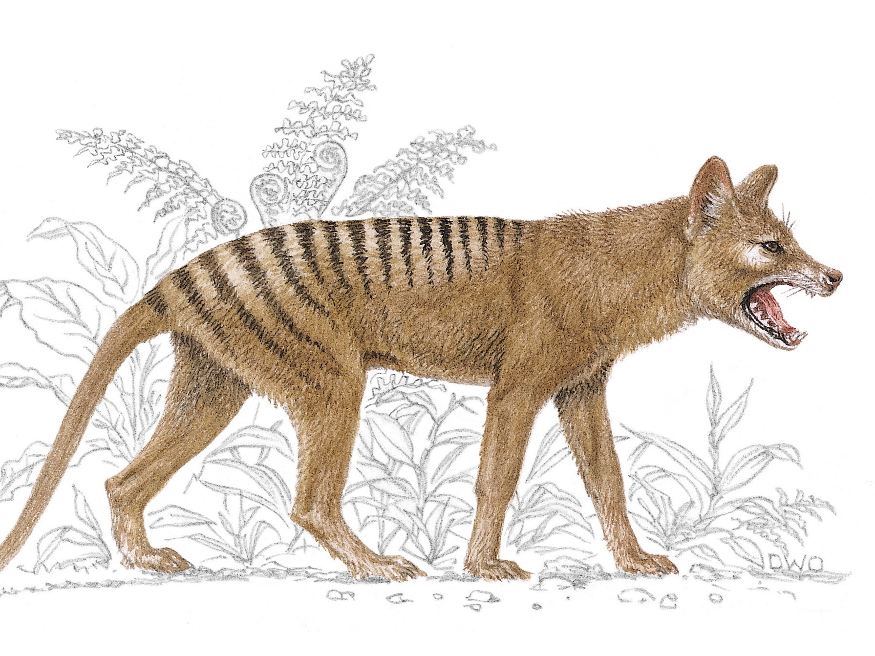 Lack Of Genetic Diversity May Have Doomed Tasmanian Tiger
