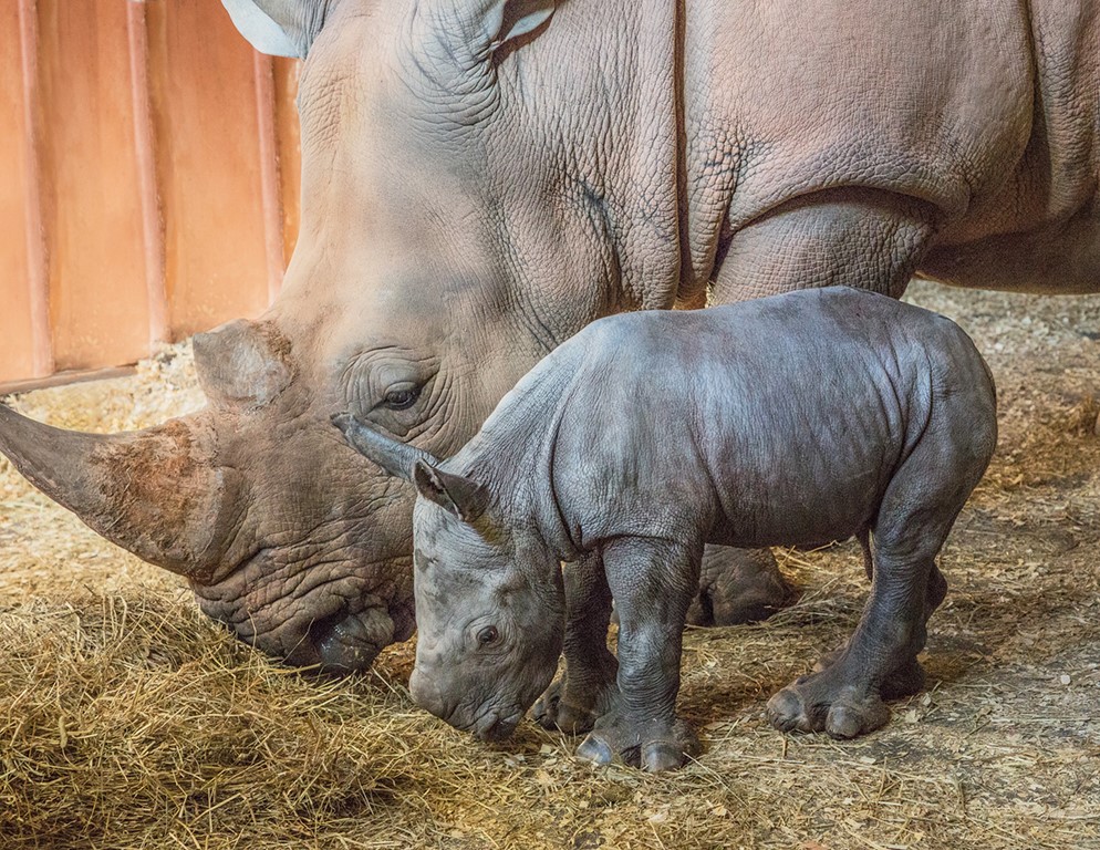 North Carolina Zoo Welcomes Baby Southern White Rhino | 88.5 WFDD