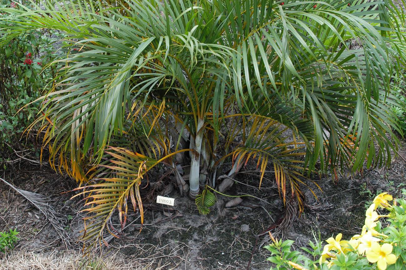 UF Professor Develops Fertilizer For Healthier Palms, Soil And Water