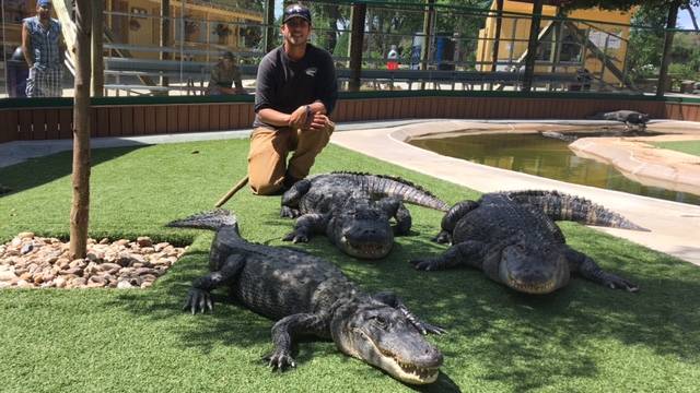 Hey dad, guess what: I was in the gator pen and lived to tell
