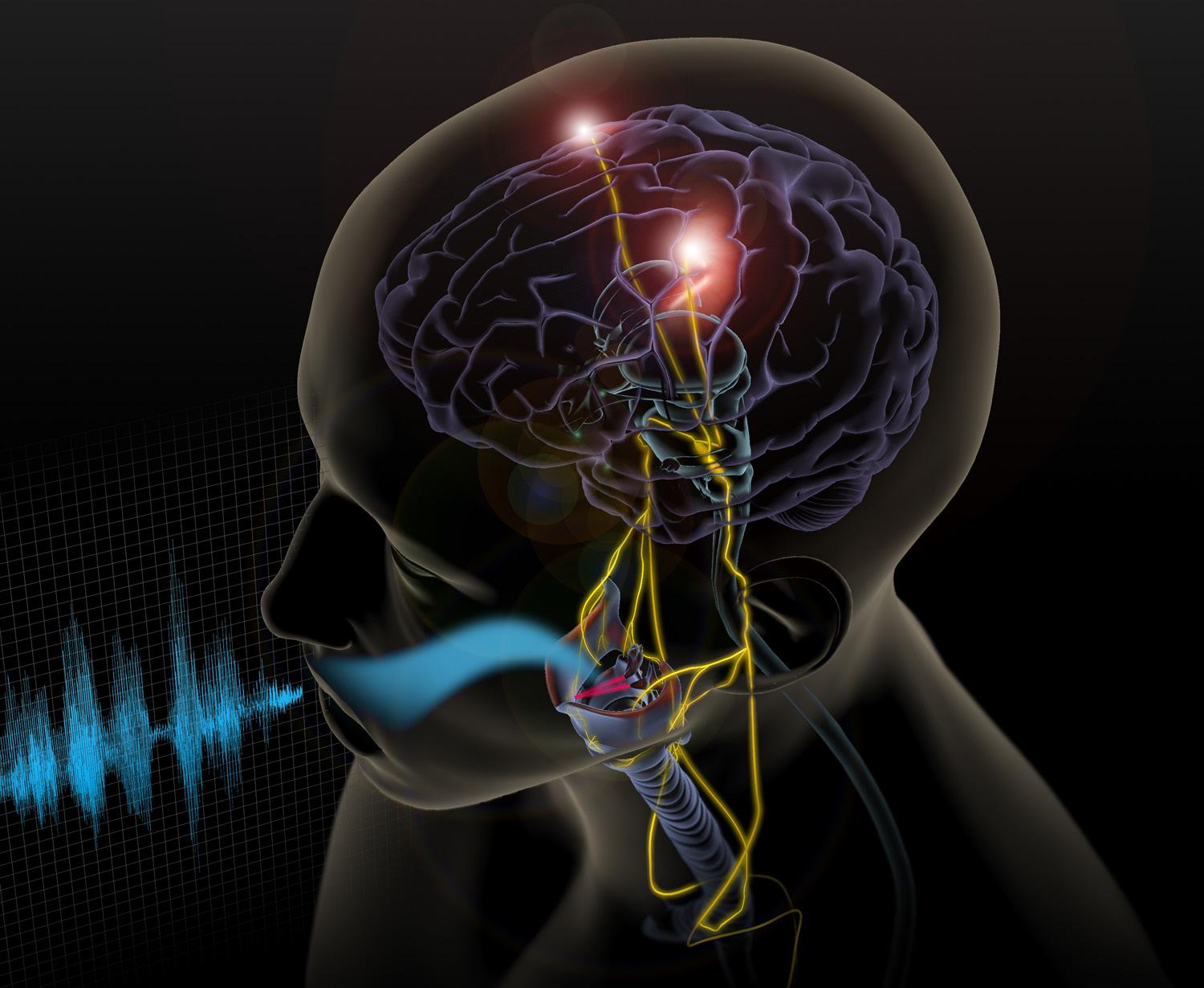 Scientists Identify The Brain's Pitch Area, Essential For Language