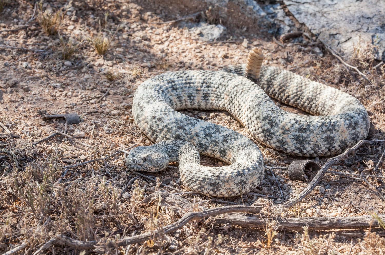Rattlesnakes In Arizona