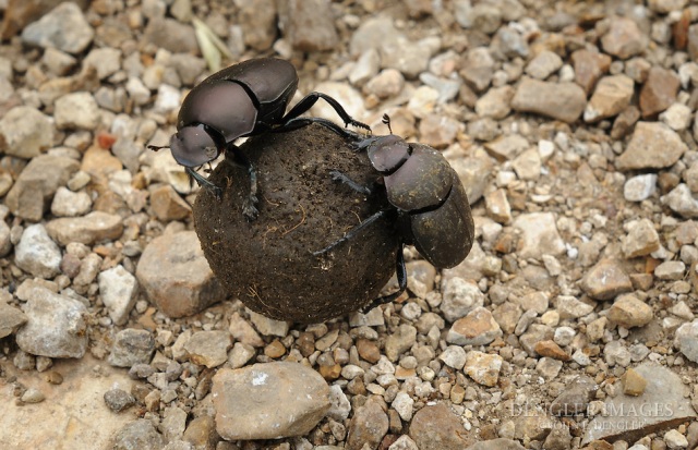 Heroes of the Pasture: Dung Beetles | HPPR