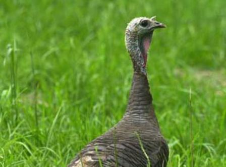 WILD_turkey_hen.jpg