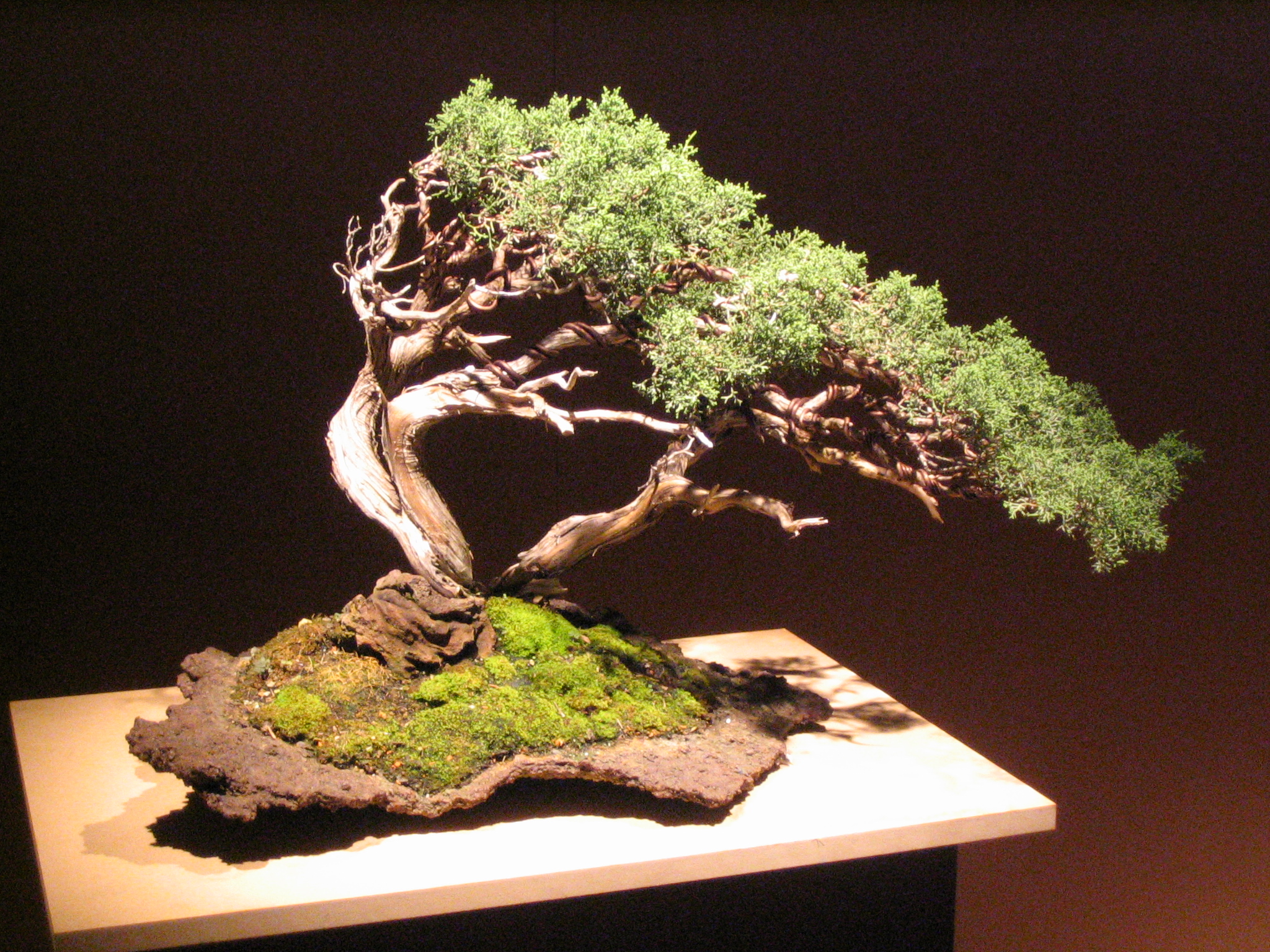 Bonsai requires focus, balance and composition | HPPR
