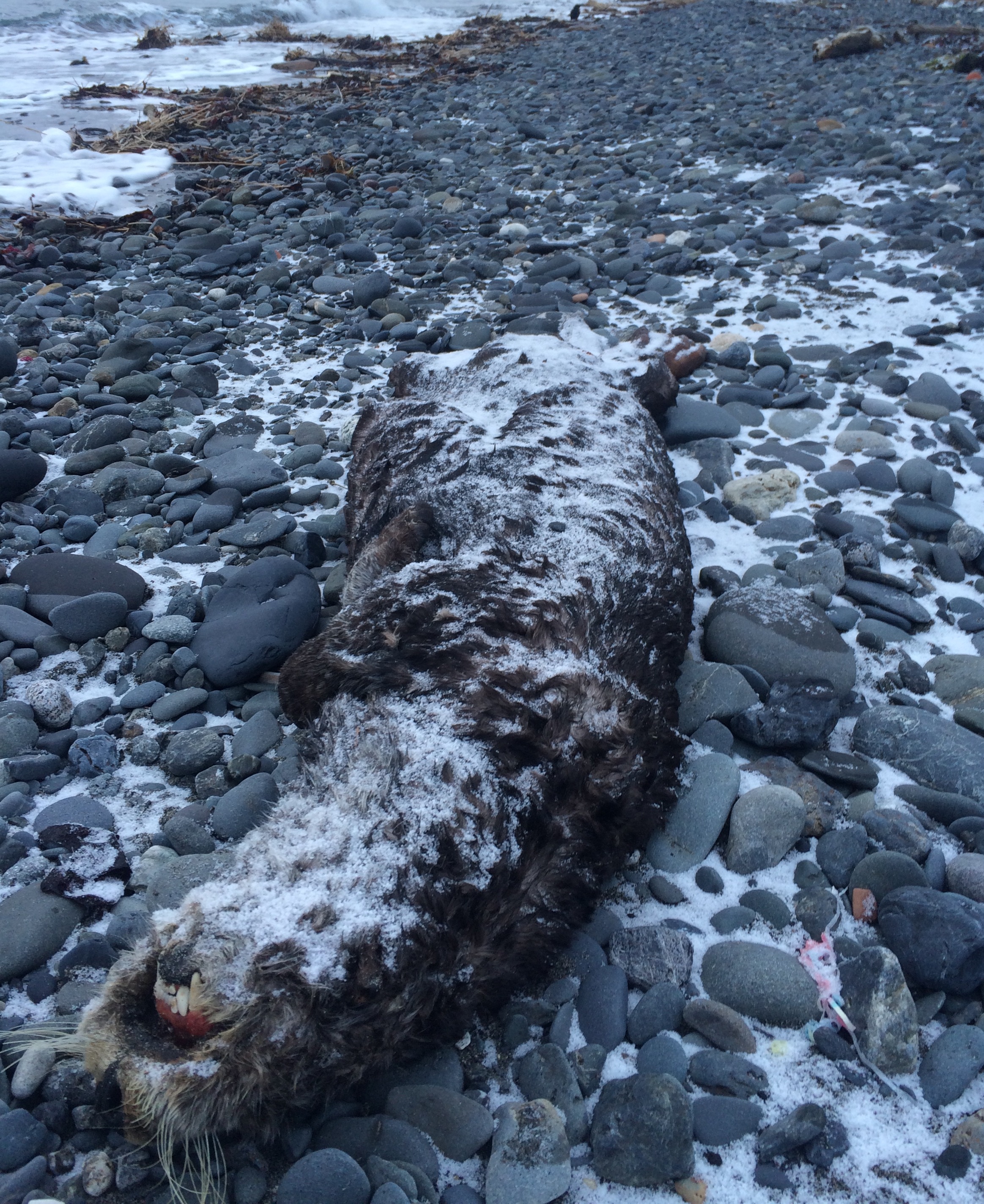 Streptococcus Syndrome Main Cause of Sea Otter Deaths