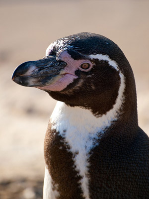 Harvesting guano to help Peruvian penguins: Saint Louis Zoo digs in | KBIA
