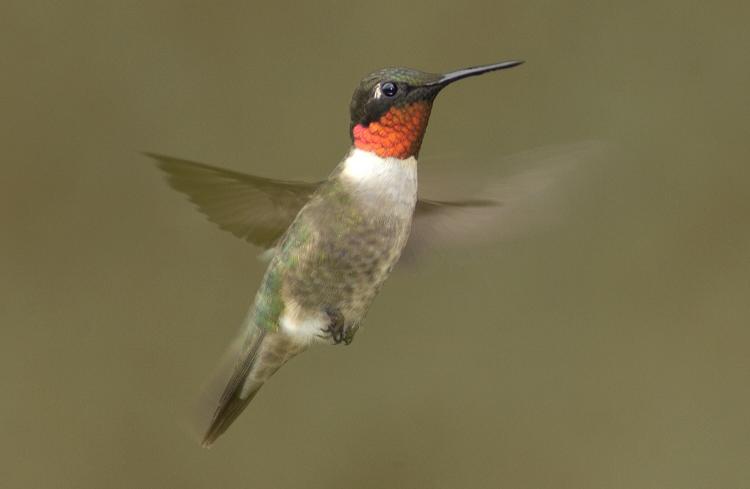 Discover Nature: Ruby Throated Hummingbird | KBIA
