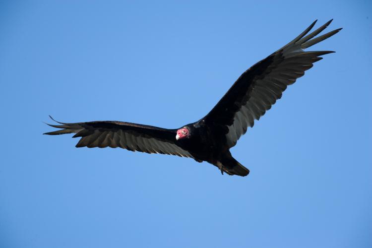 Discover Nature: Turkey Vultures | KBIA