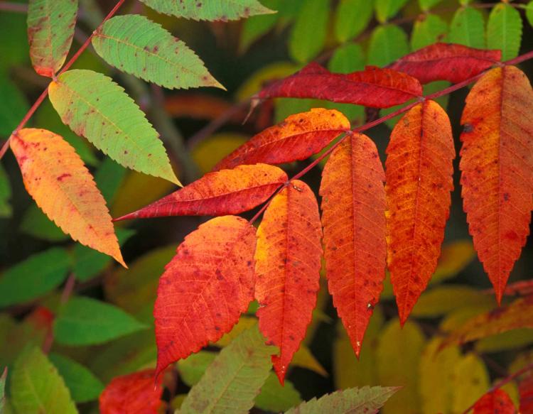 Discover Nature: Autumn in Missouri Woods | KBIA