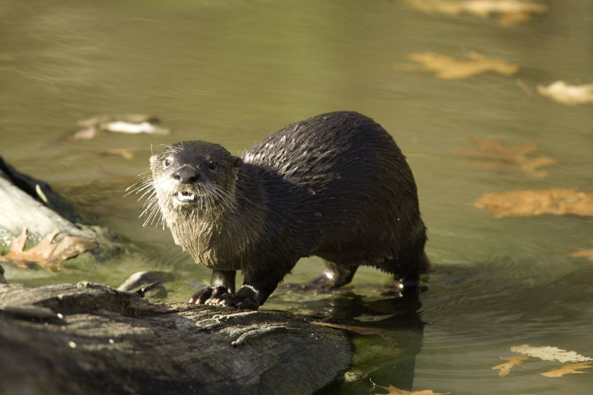 River Otters Pictures