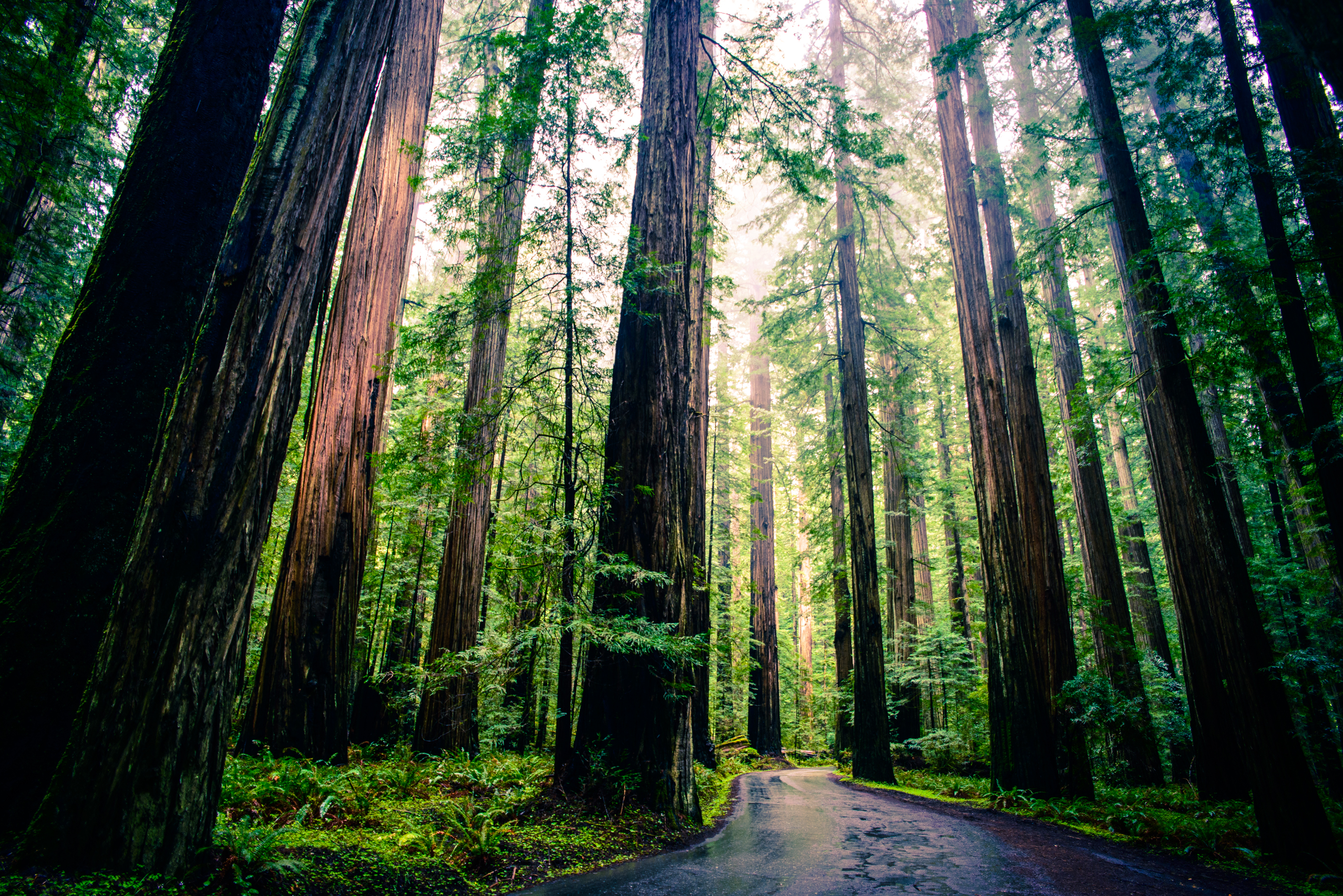 Redwood Forest HD phone wallpaper | Pxfuel, image size:2736x1826
