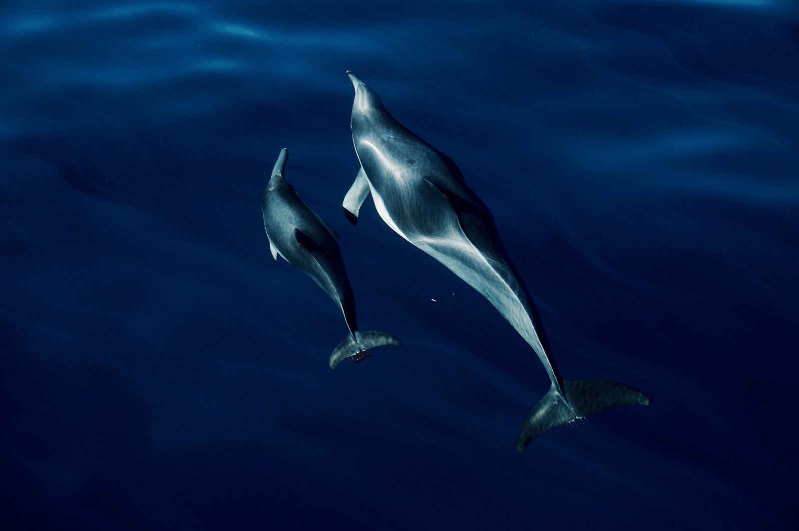 Island of the Blue Dolphins - Alchetron, the free social encyclopedia, image size:1600x1063