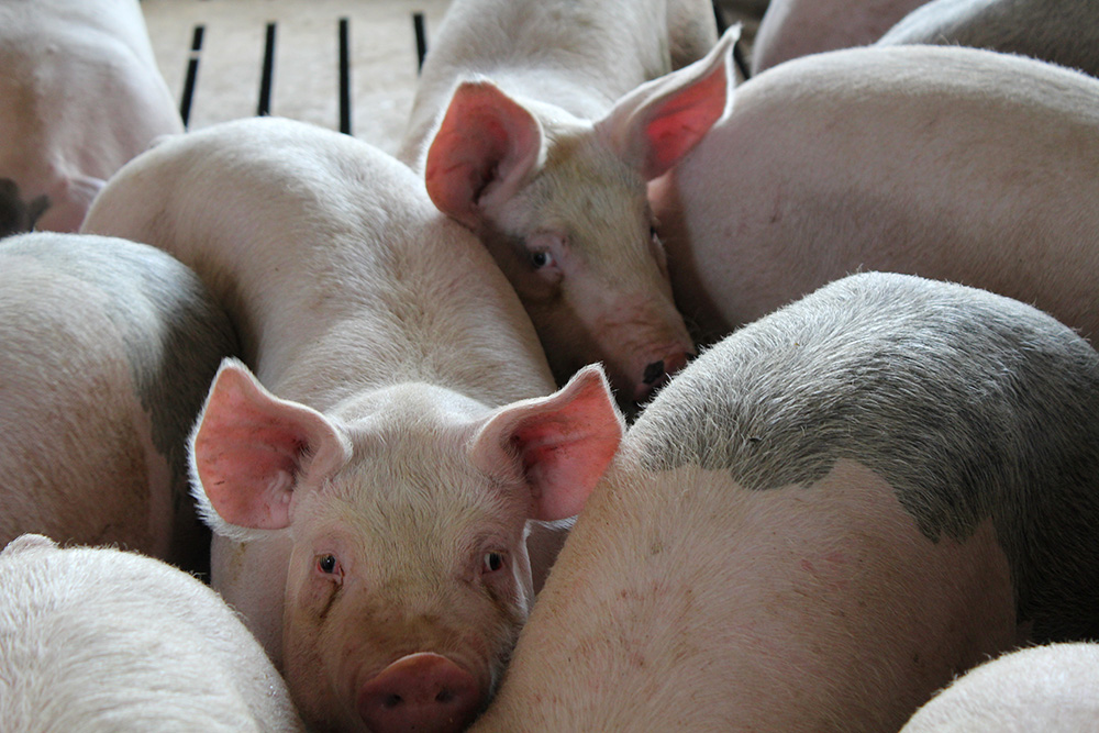 As African Swine Fever plagues other countries, the U.S. works to keep it out - Vimarsana News