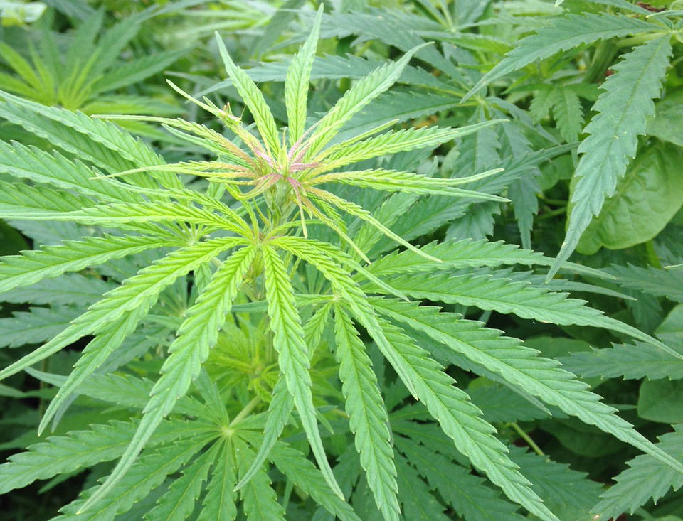 Experts worry expungements under Missouri's marijuana law could be procedural 'nightmare' - Vimarsana News