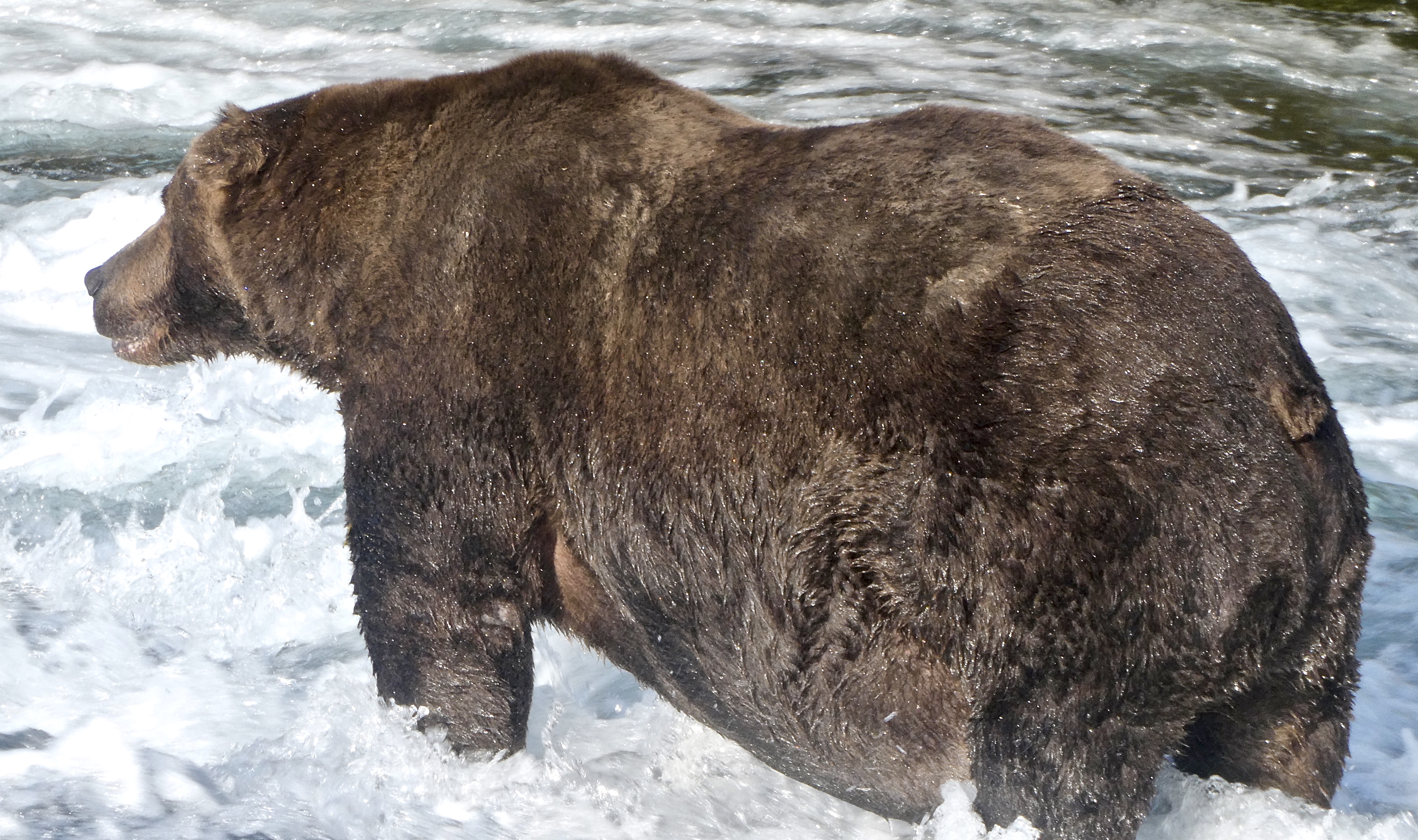 Bear 747 is Fat Bear Week's 