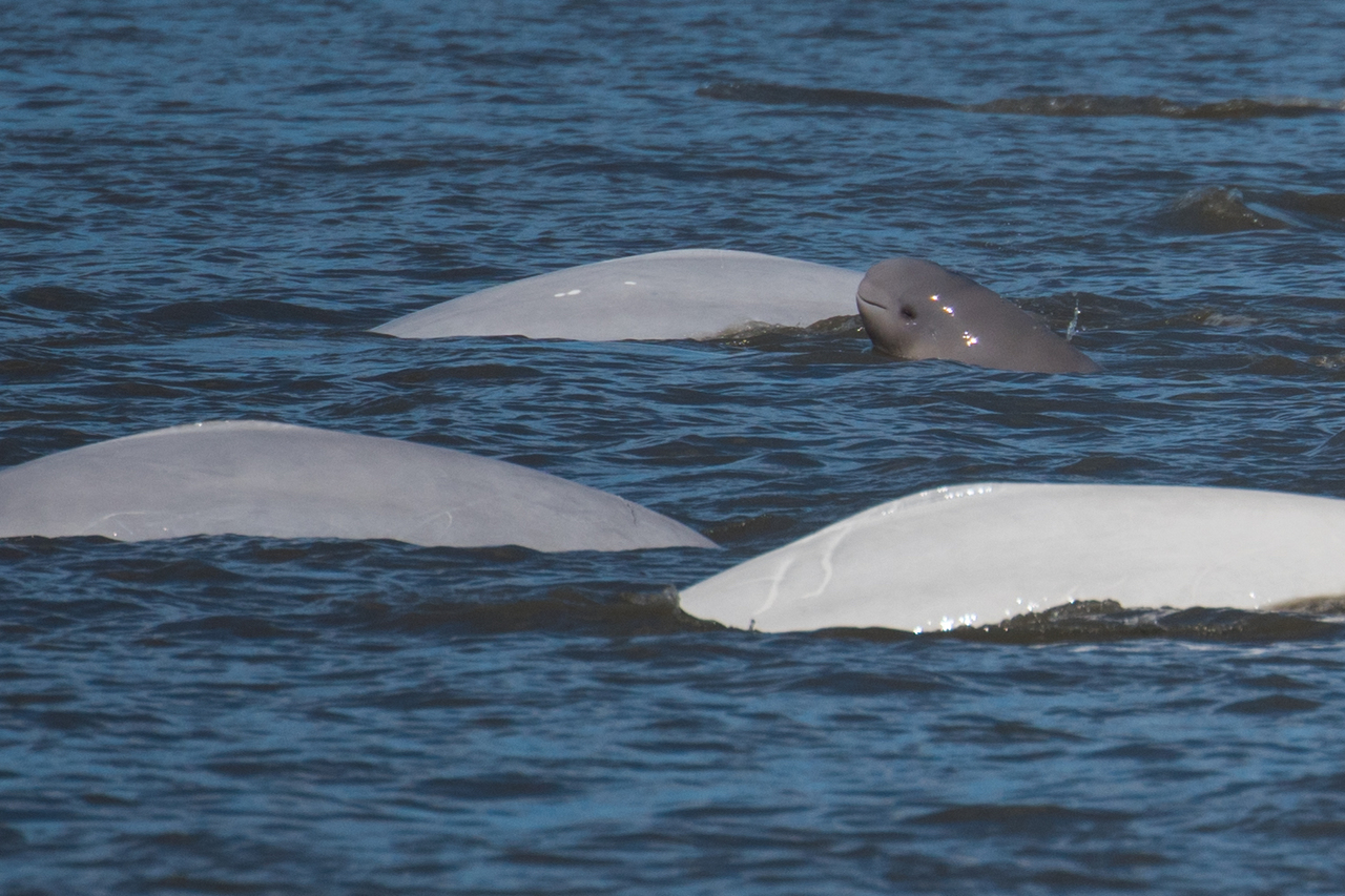 belugas.jpg