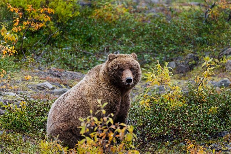 Montana signs onto plan to shift management of grizzlies back to states - Vimarsana News