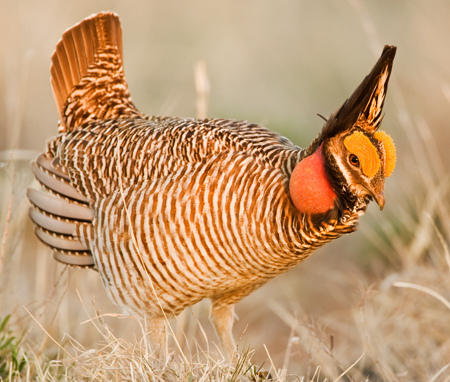 Endangered Species Act listing of Lesser Prairie-Chicken expected to ramp up demand for conservation - Vimarsana News