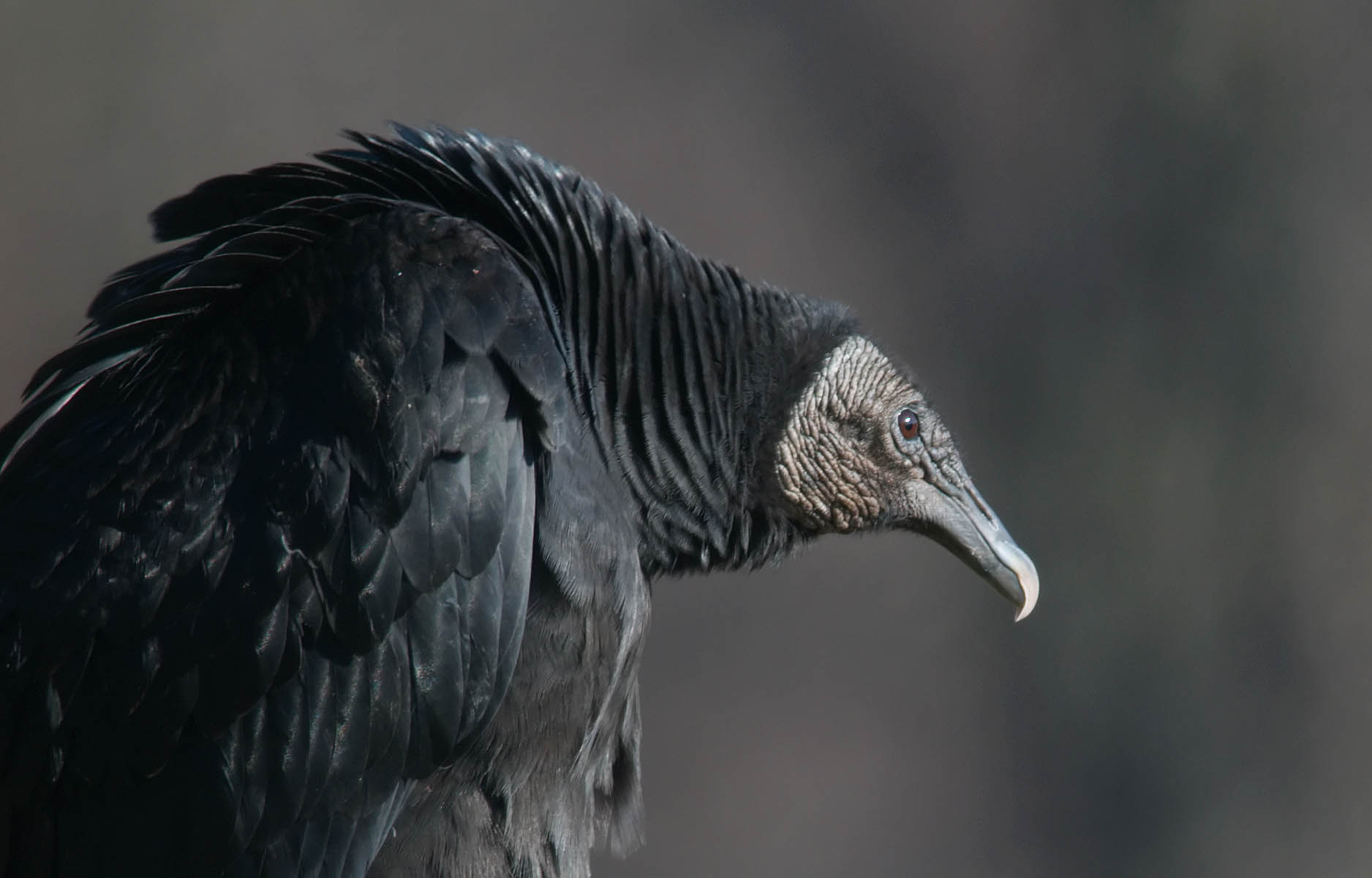 Black Vultures Are Protected By Treaty, But Eating The Profits Of
