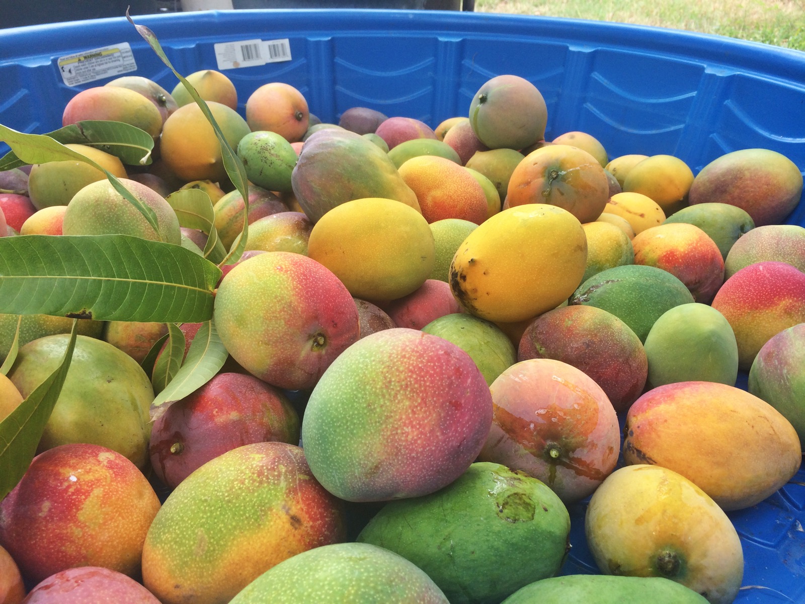 Mad for Mangoes: Savoring a Backyard Tradition | Hawai'i Public Radio
