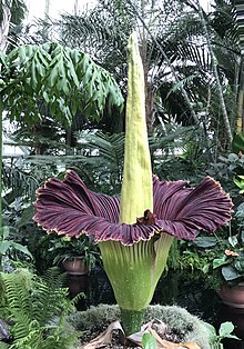 Rare Corpse Flower Blooms At Omaha's Lauritzen Gardens | 91.5 KIOS