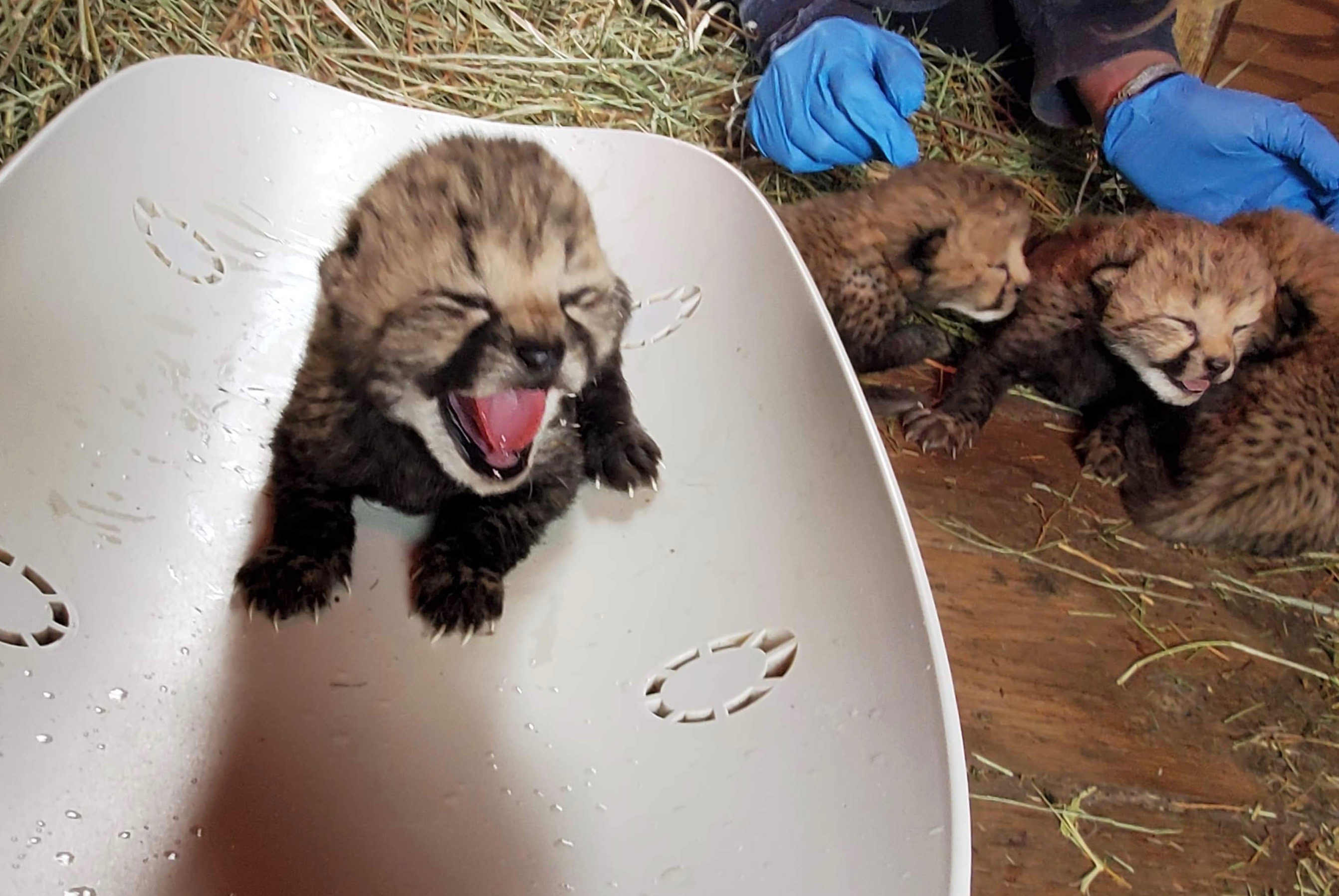 Wildlife Safari Welcomes Cheetah Cubs