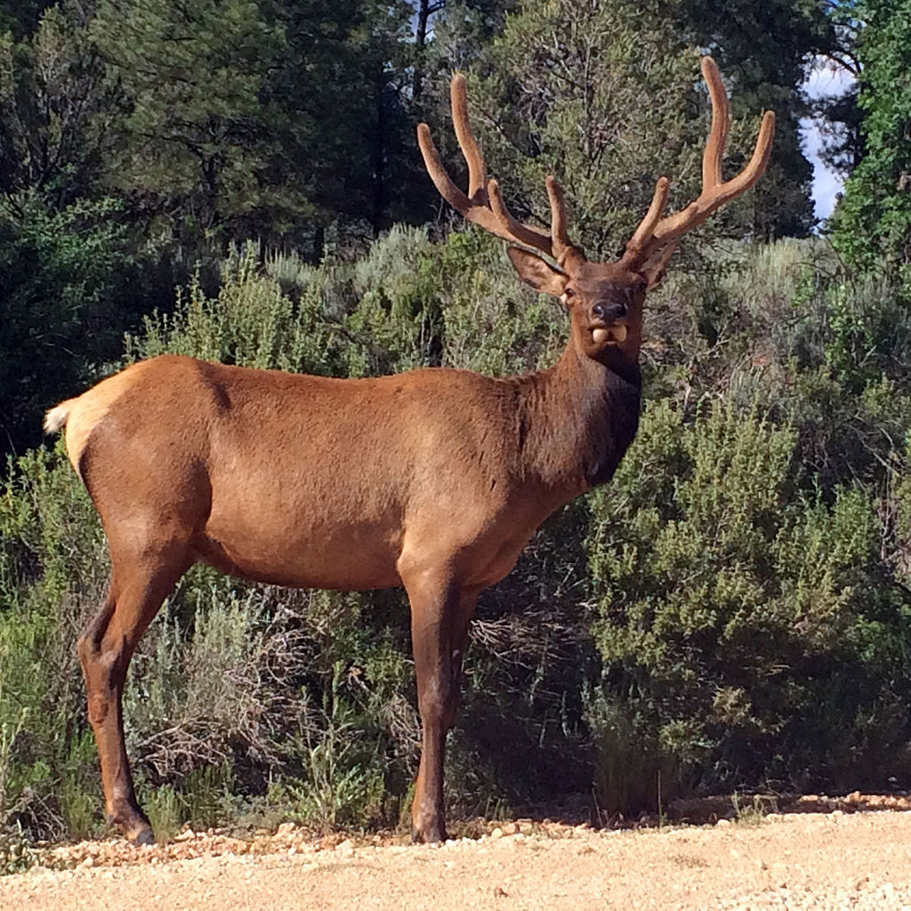 Citizen Scientists Invited To Document Biodiversity on Kaibab