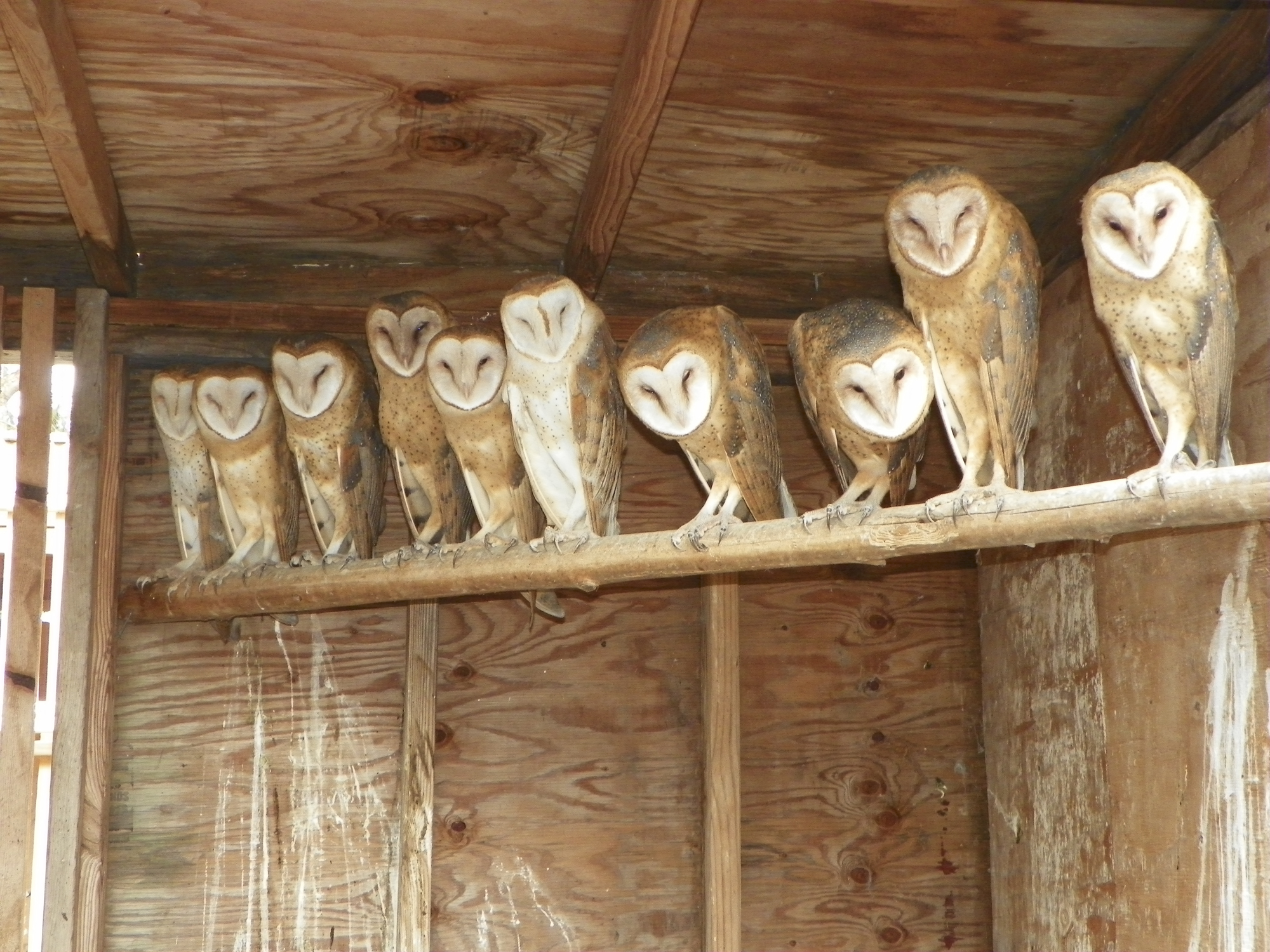 【廃盤品】 Birds Barn owl 親 Update with photos: 9 orphaned owls returned to wild | KNKX Public
