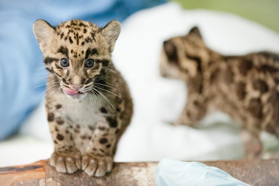 Clouded Leopard Mother And Cubs Clouded Leopard Mother And Cubs
