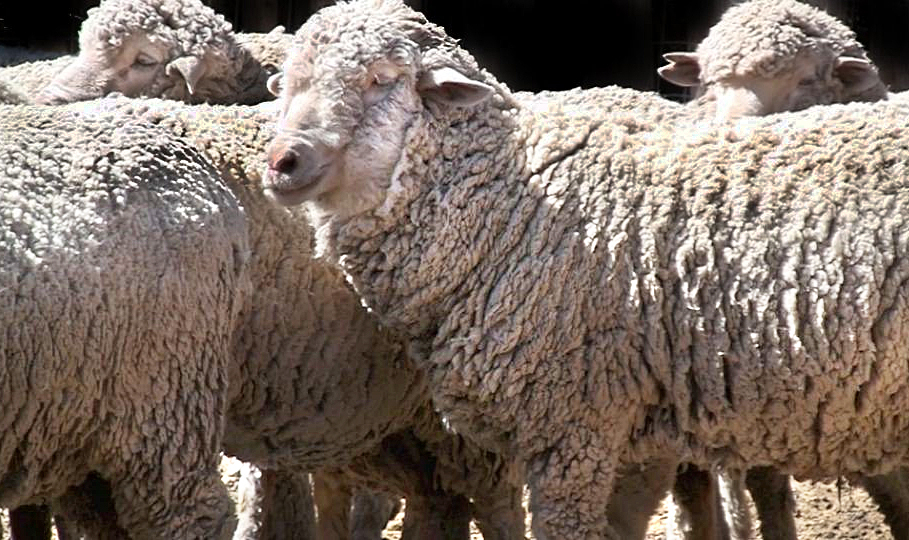 NMSU Efforts Help Navajo Sheep Producers | KRWG Public Media