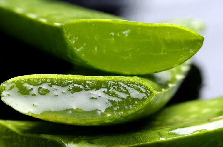 Time, The Seasons, And An Aloe Vera Plant