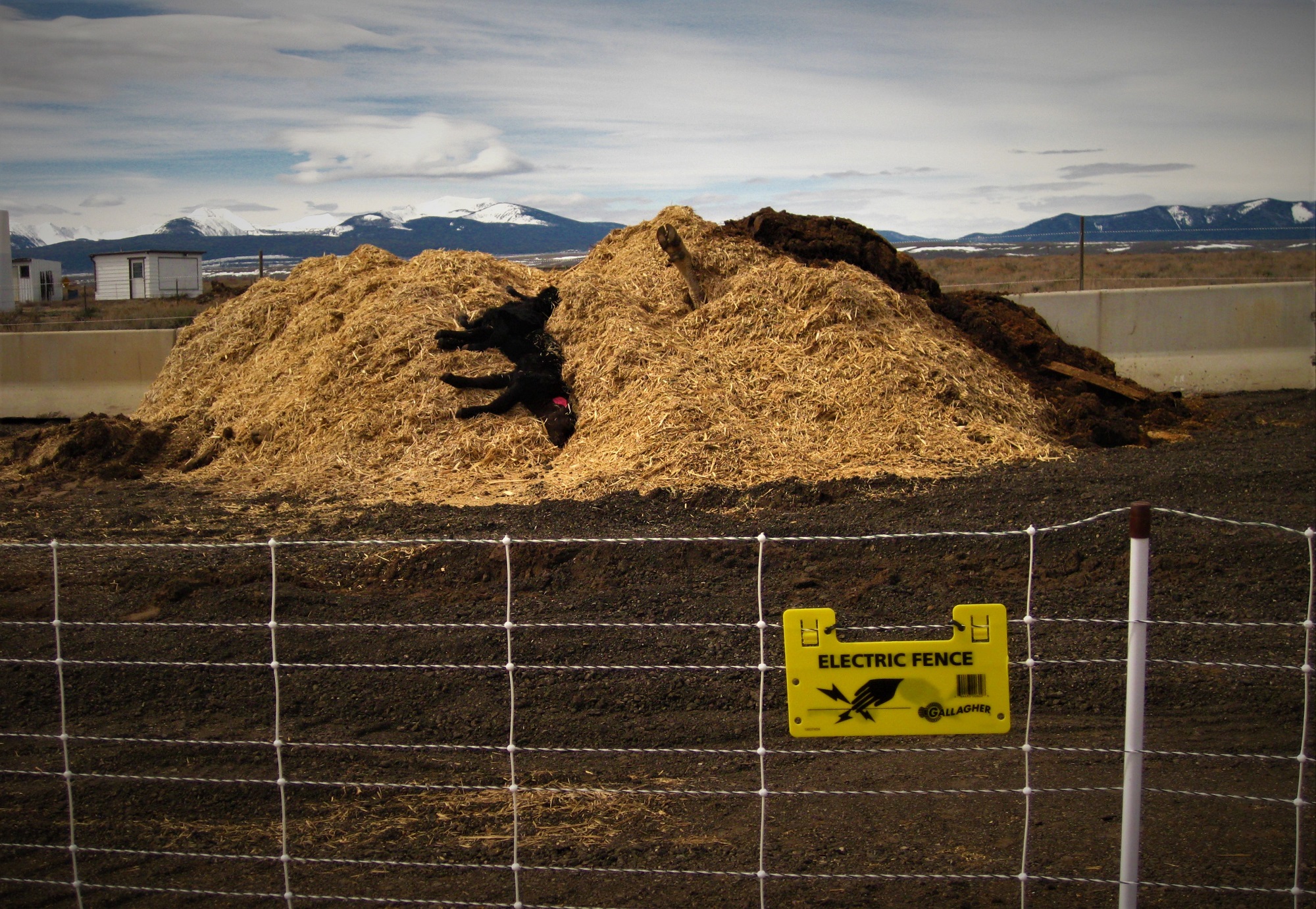 How To Use Animal Manure In A Garden - Safely \u0026 Easily!, image size:2000x1381