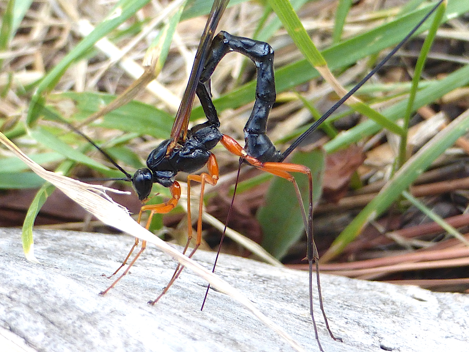 Ichneumon Wasp Sting Humans Ichneumon Wasp Sting Humans
