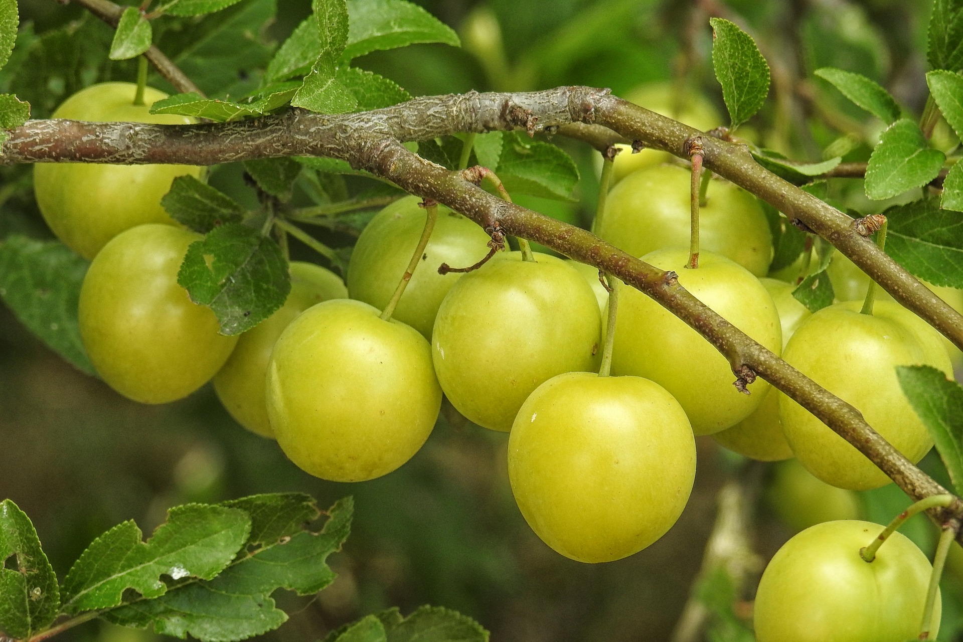 Nuisance Or Delicacy A Food Guy Is Plum Surprised Montana Public Radio